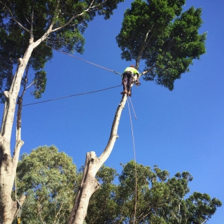 Large fig removal - Kelmscott