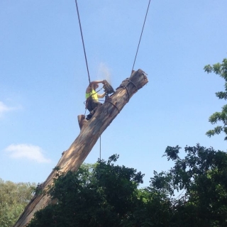 Removal of dangerous tree