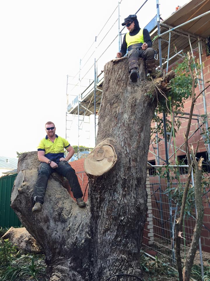 tree trimming in perth