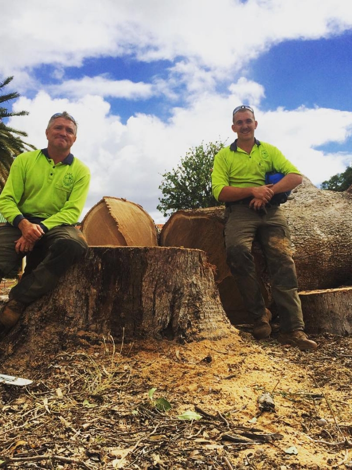 Perth Arbor Services felled tree in Perth