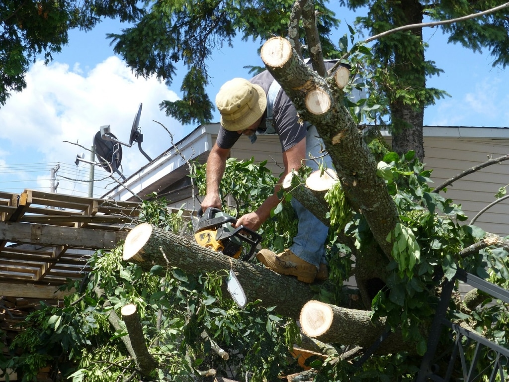 Tree lopping and tree pruning by a professional arborist can save your tree