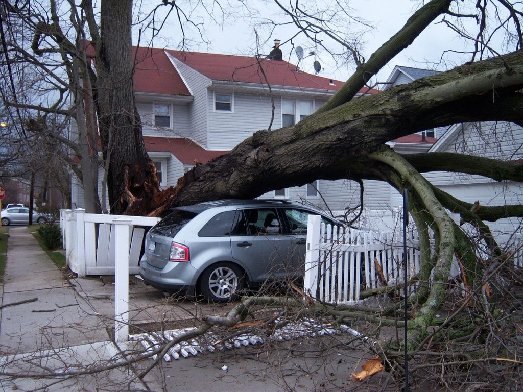 A fallen tree blocks the front yard of a house