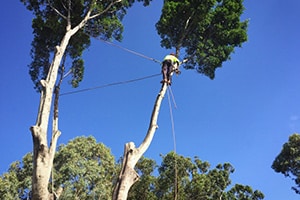 tree risk assessment services