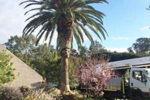 pruning and palm trimming services